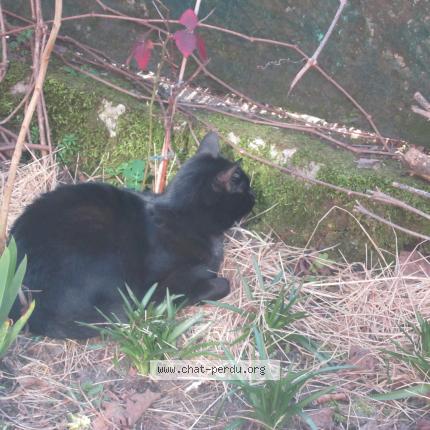 Photo 1/1 Chat retrouvé Perdu à La ferte bernard