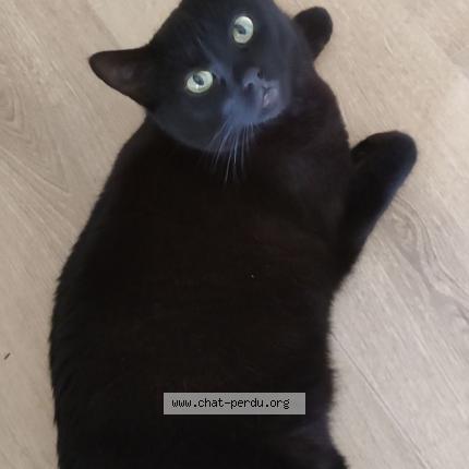 Photo de chat perdu à Chamalieres