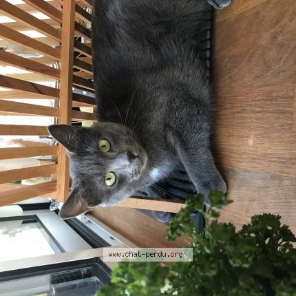Photo de chat perdu à Olivet
