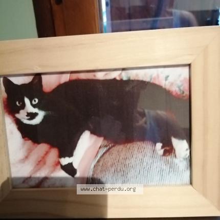 Photo 1/1 Chat retrouvé Perdu à Sainte Genevieve Des Bois 91700