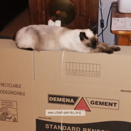 Photo de chat perdu à Pechbonnieu