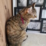 Photo de chat perdu à Le Mans