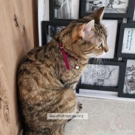 Photo 1/1 Chat retrouvé Perdu à Le mans