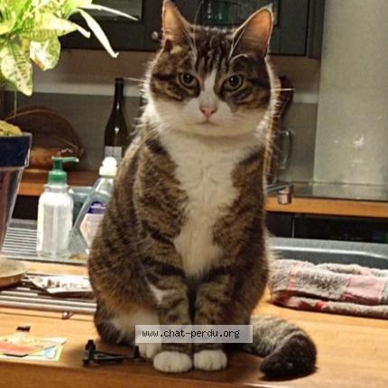 Photo de chat perdu à Bonnac