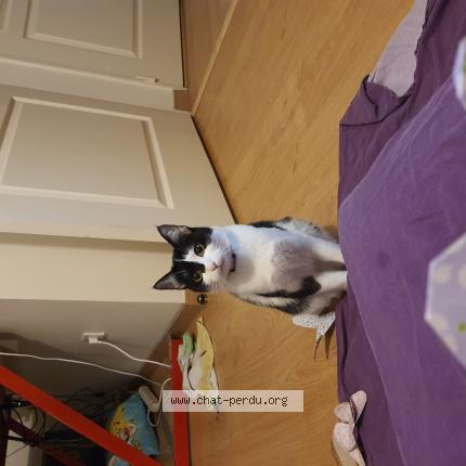 Photo de chat perdu à Orleans