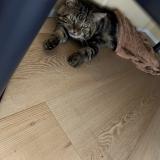 Photo de chat perdu à Chancia