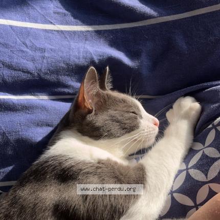 Photo de chat perdu à Auxerre