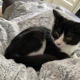 Photo de chat perdu à Guyancourt