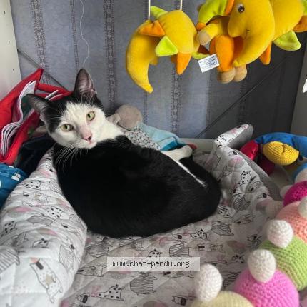 Photo 1/1 Chat retrouvé Perdu à Ermont