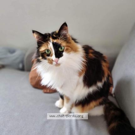 Photo 1/1 Chat retrouvé Perdu à Colomiers
