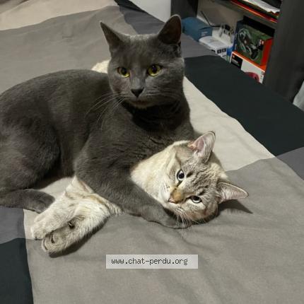 Photo 1/1 Chat retrouvé Perdu à Agde