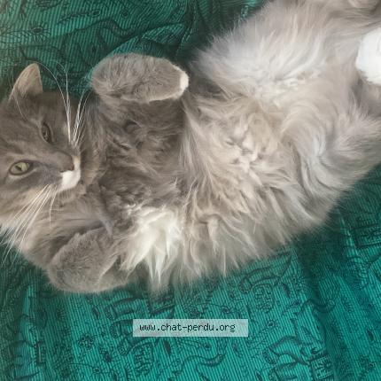 Photo de chat perdu à Sainte Foy La Grande