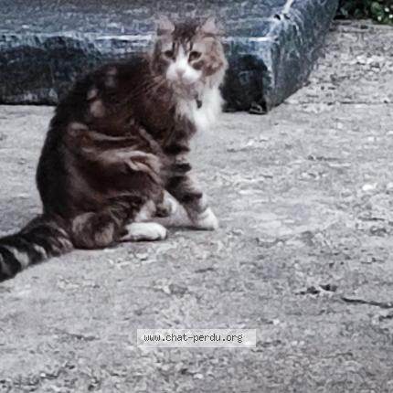 Photo 1/1 Chat retrouvé Perdu à Thiais