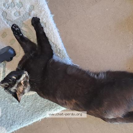 Photo de chat perdu à Mundolsheim