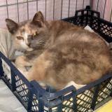 Photo de chat perdu à Clermont Ferrand