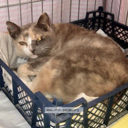 Photo 1/1 Chat retrouvé Perdu à Clermont ferrand