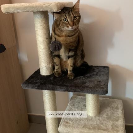 Photo de chat perdu à Saint Medard En Jalles