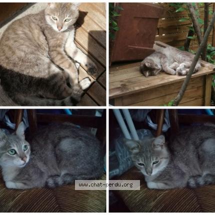 Photo de chat perdu à Pierrefitte