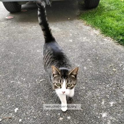 Photo de chat perdu à Marigny Le Chatel
