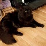 Photo de chat trouvé à Guyancourt