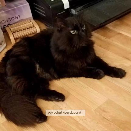 Photo 1/1 Chat retrouvé Trouvé à Guyancourt