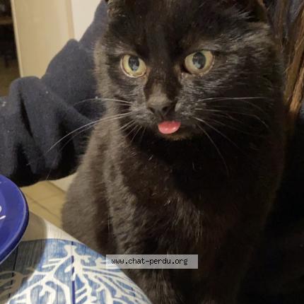 Photo de chat perdu à Longpont Sur Orge