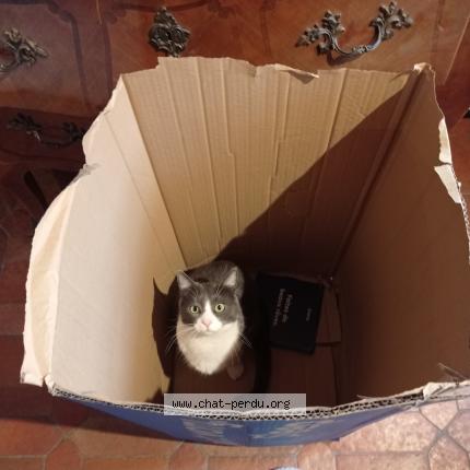 Photo 1/1 Chat retrouvé Perdu à Eglancourt