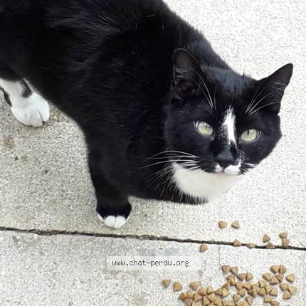 Photo de chat perdu à Villiers Vineux
