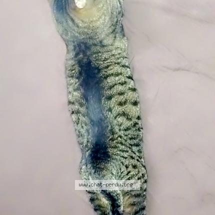 Photo de chat perdu à Montelimar