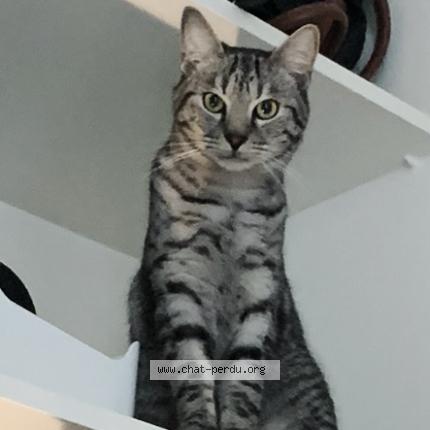 Photo 1/1 Chat retrouvé Perdu à Boulogne Billancourt