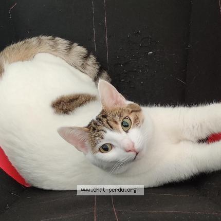 Photo 1/1 Chat retrouvé Perdu à Marseille