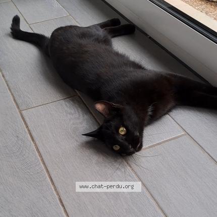 Photo de chat perdu à Sayat