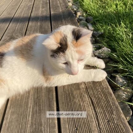 Photo de chat perdu à Pierreclos
