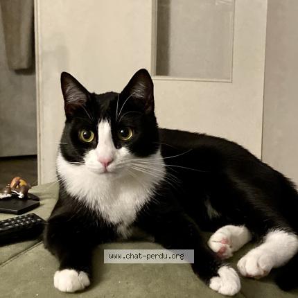 Photo 1/1 Chat retrouvé Perdu à Rennes