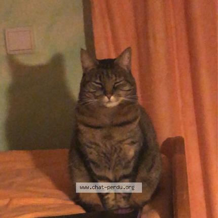 Photo de chat perdu à La Chevroliere