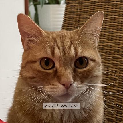 Photo de chat perdu à Lille