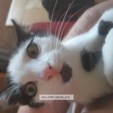 Photo 1/1 Chat retrouvé Perdu à Vasselin