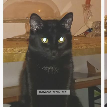 Photo 1/1 Chat retrouvé Perdu à Paris