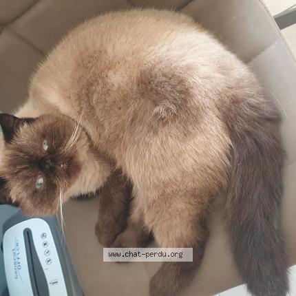 Photo 1/1 Chat retrouvé Perdu à Marckolsheim
