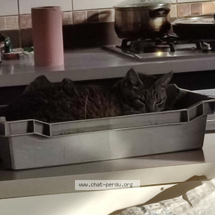 Photo de chat perdu à La Roche Sur Yon