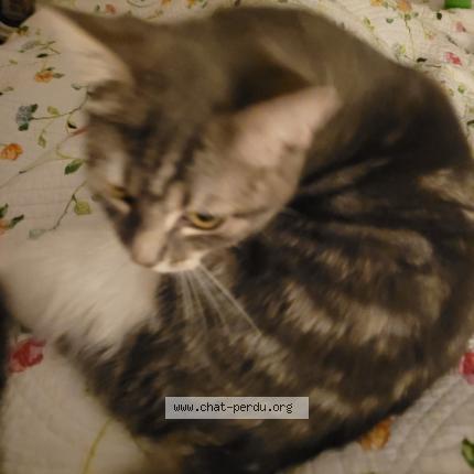 Photo de chat perdu à Stenay