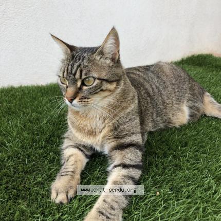 Photo de chat perdu à Puechredon