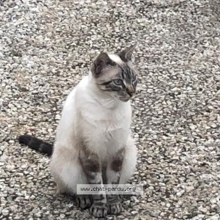 Photo de chat perdu à St Martin L Ars