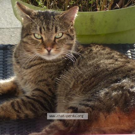 Photo de chat perdu à Pont Scorff