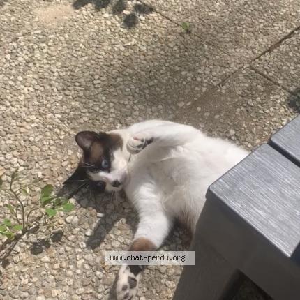 Photo de chat perdu à Antony