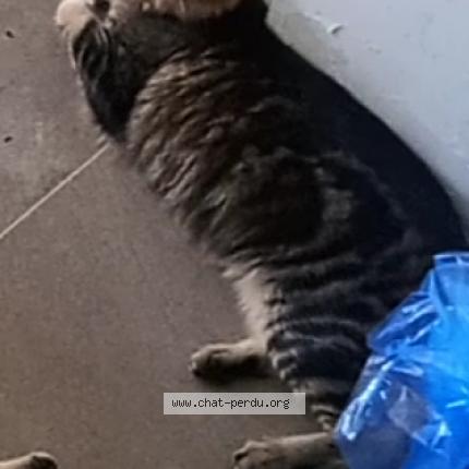 Photo de chat perdu à Vallauris