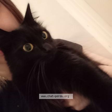 Photo 1/1 Chat retrouvé Perdu à Rennes