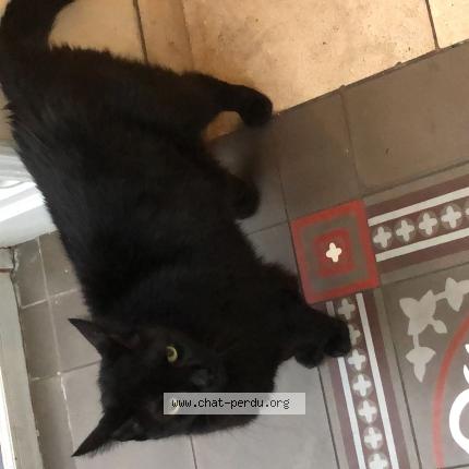 Photo de chat perdu à Lille