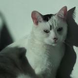 Photo de chat perdu à Trappes