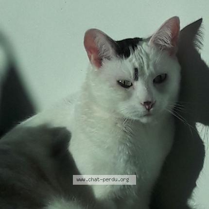 Photo 1/1 Chat retrouvé Perdu à Trappes